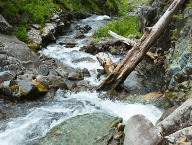 Rivière avec un tronc au milieu, entourée de rochers et de mousses